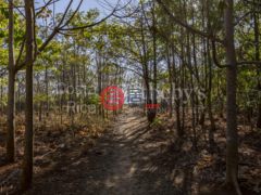 哥斯达黎加Nosara的公寓，Nosara Playa Pelada，编号73223956